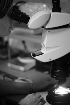 Gemmologist Kym Hughes examines a gem under her stereo microscope.